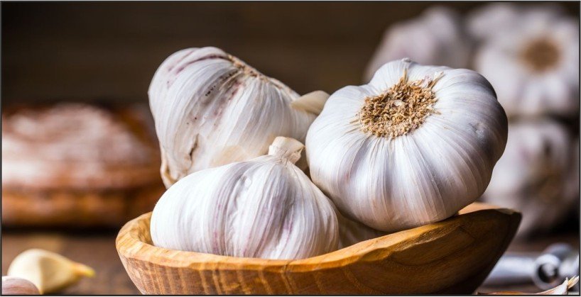 Garlic